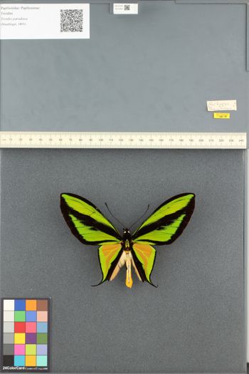 Media type: image;   Entomology 210825